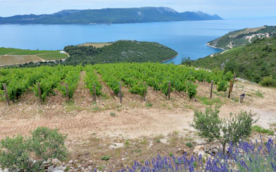 Vineyards overlooking the Adriatic Sea on Pelješac Peninsula, Croatia.