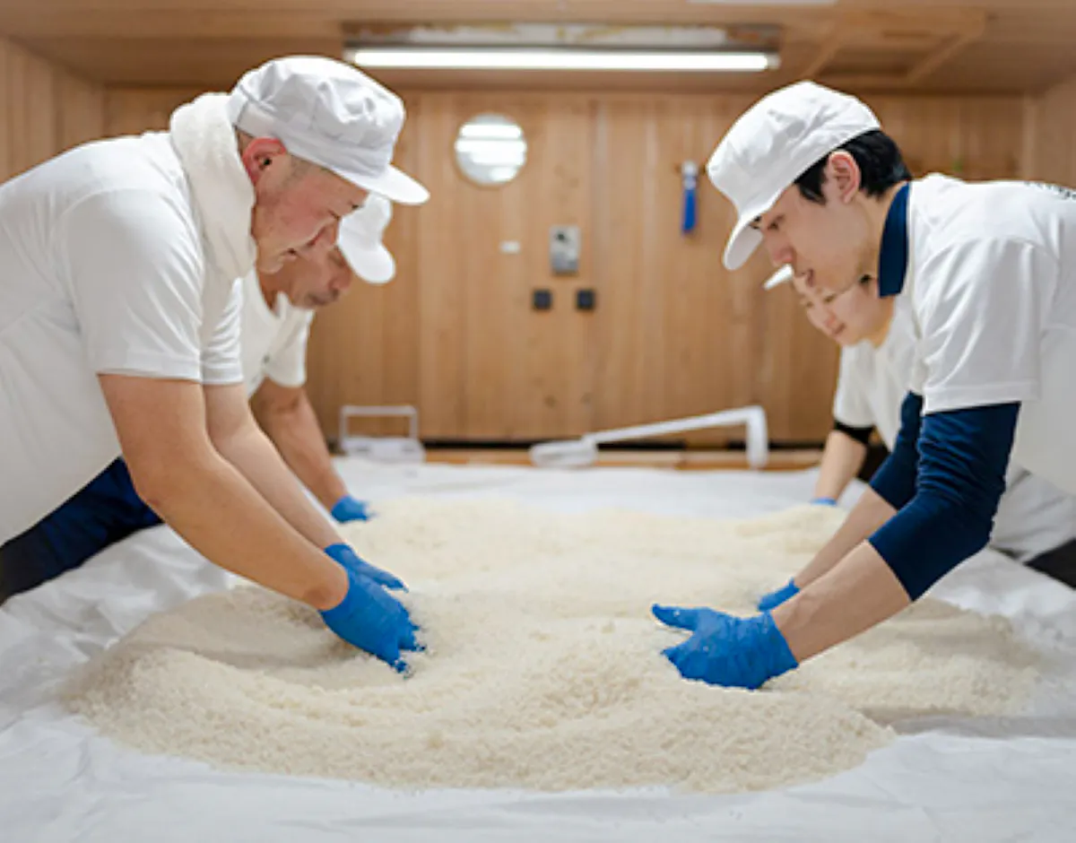 Workers preparing sake rice at Yoshida Sake Brewery, Fukui.