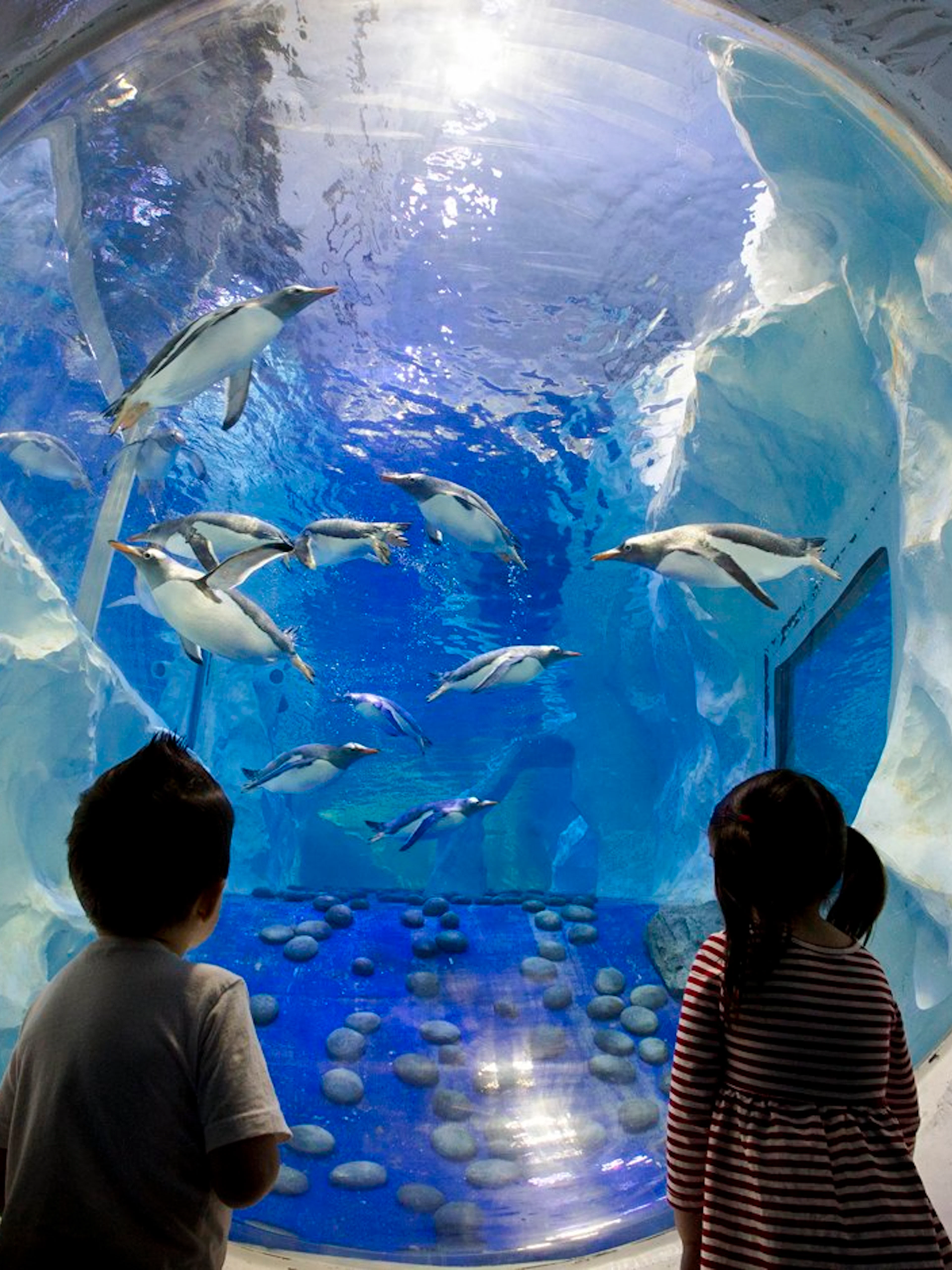 Children watching penguins swim at SEA LIFE Birmingham.