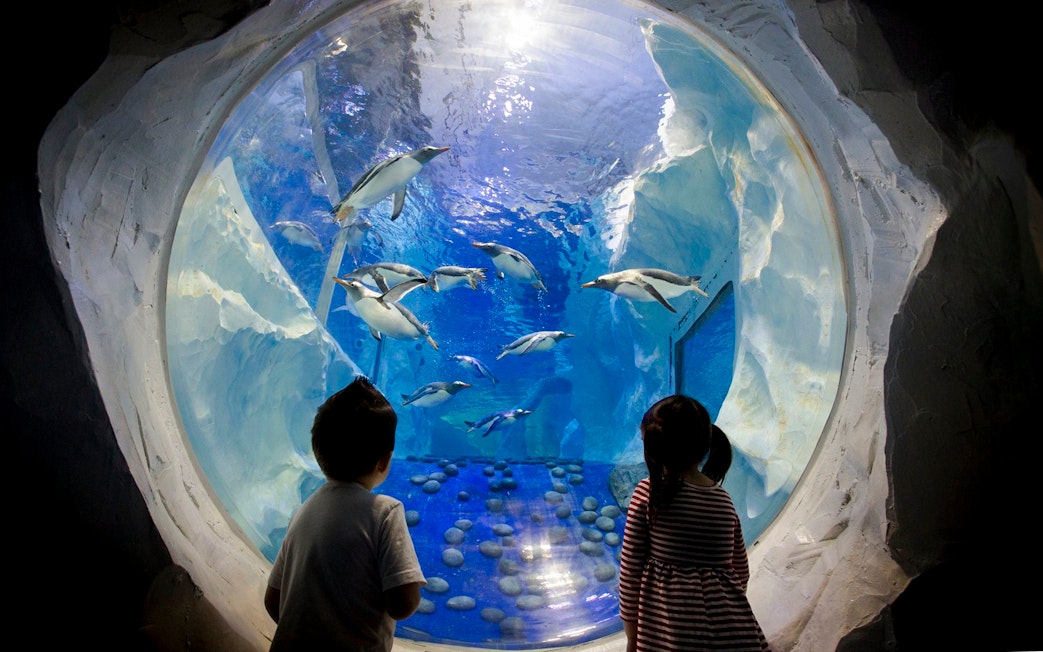 Children watching penguins swim at SEA LIFE Birmingham.