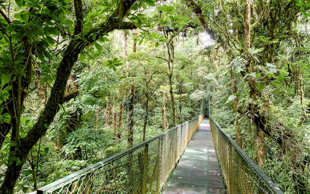 Canopy walkway through lush forest at Gaharu Tea Valley, Gopeng, Perak.