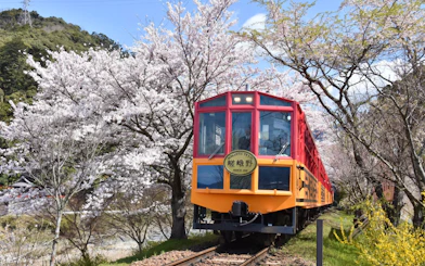Sagano Romantic Train passing cherry blossoms in Kyoto, Japan.