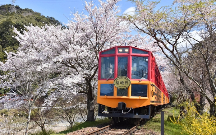 Sagano Romantic Train passing cherry blossoms in Kyoto, Japan.