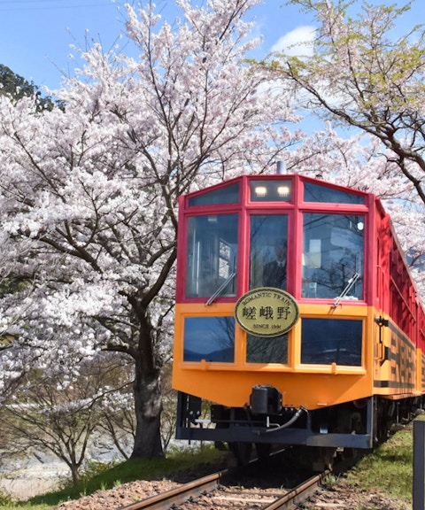 Sagano Romantic Train passing cherry blossoms in Kyoto, Japan.