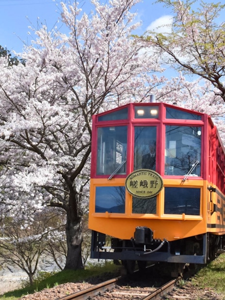 Sagano Romantic Train passing cherry blossoms in Kyoto, Japan.