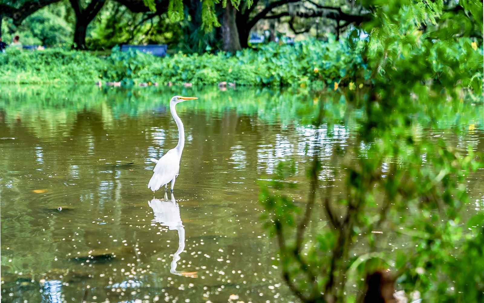 Crane bird standing in swamp during airboat tour in New Orleans.