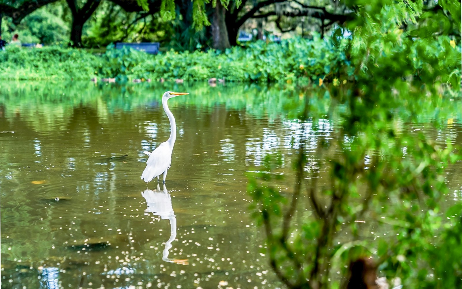 Crane bird standing in swamp during airboat tour in New Orleans.