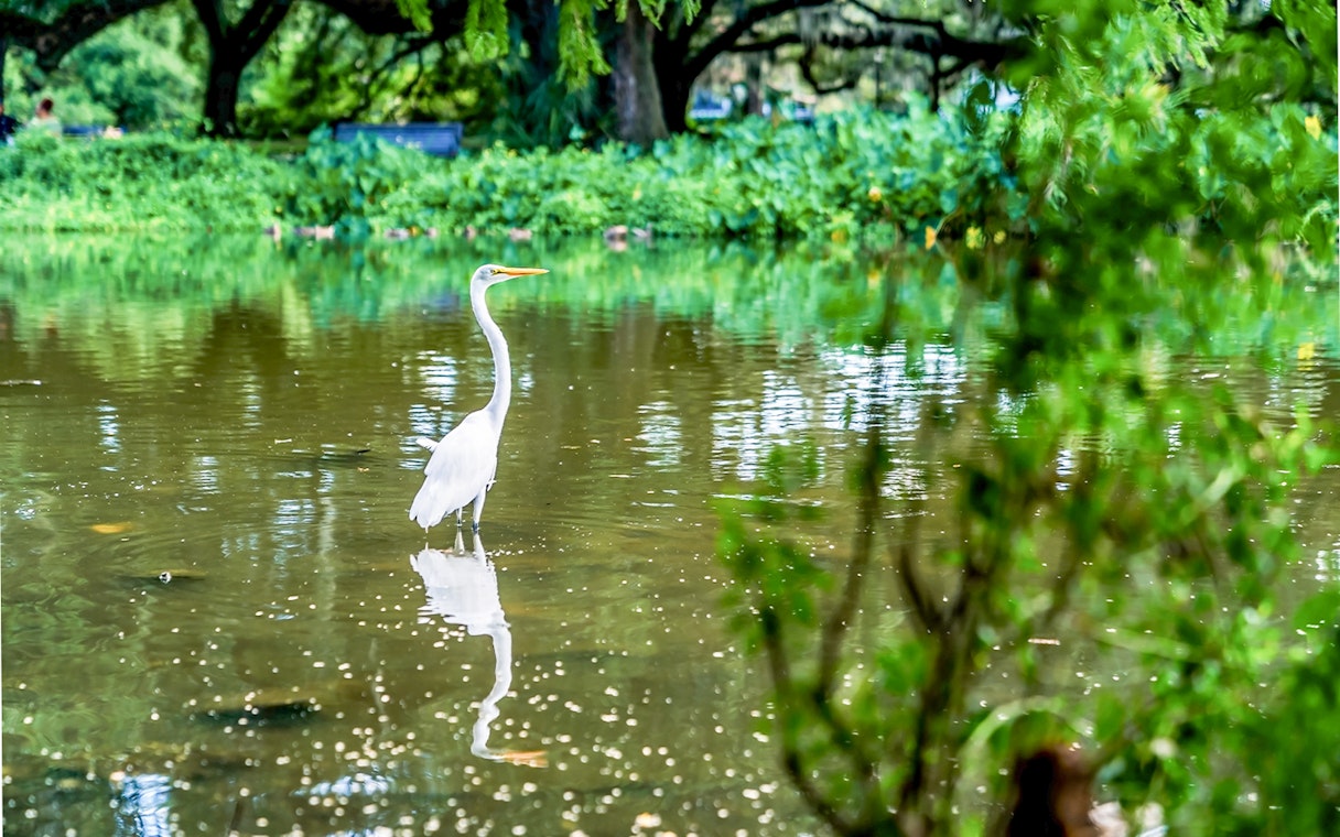 Crane bird standing in swamp during airboat tour in New Orleans.
