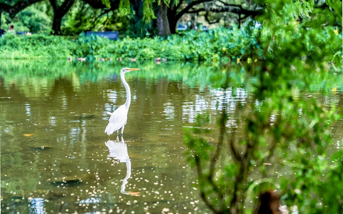 Crane bird standing in swamp during airboat tour in New Orleans.