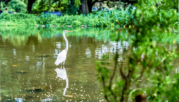 Crane bird standing in swamp during airboat tour in New Orleans.
