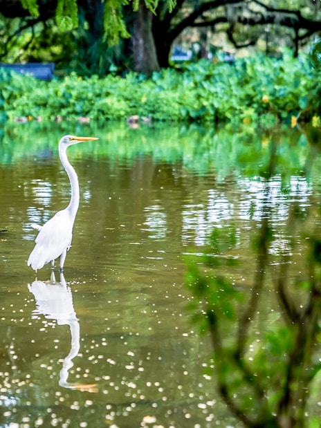 Crane bird standing in swamp during airboat tour in New Orleans.