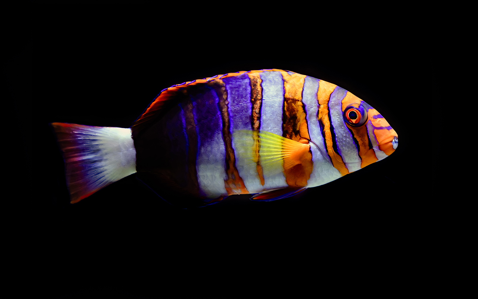 Colorful fish illuminated during Night at the Aquarium tour.