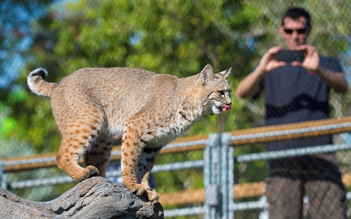 Bobcat on a log with a guest observing at Zoo Miami.