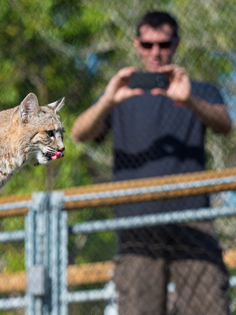Bobcat on a log with a guest observing at Zoo Miami.