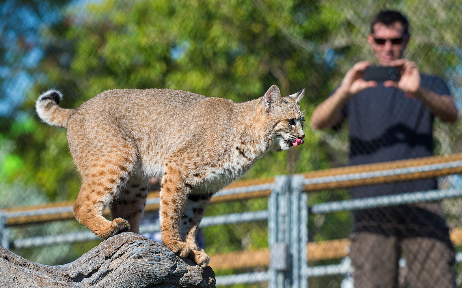 Bobcat on a log with a guest observing at Zoo Miami.