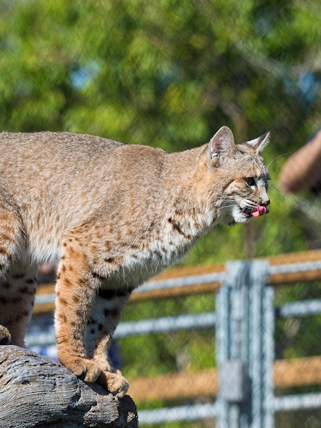 Bobcat on a log with a guest observing at Zoo Miami.