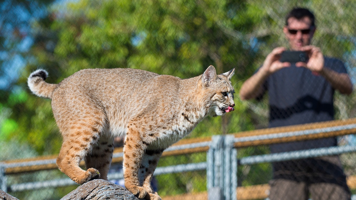 Bobcat on a log with a guest observing at Zoo Miami.