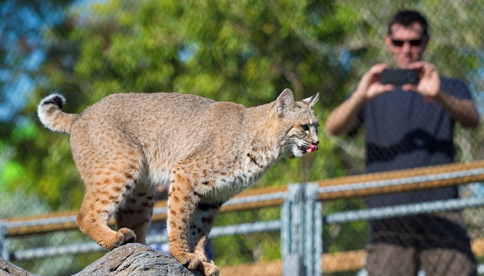 Guests observing Bobcat in Zoo Miami