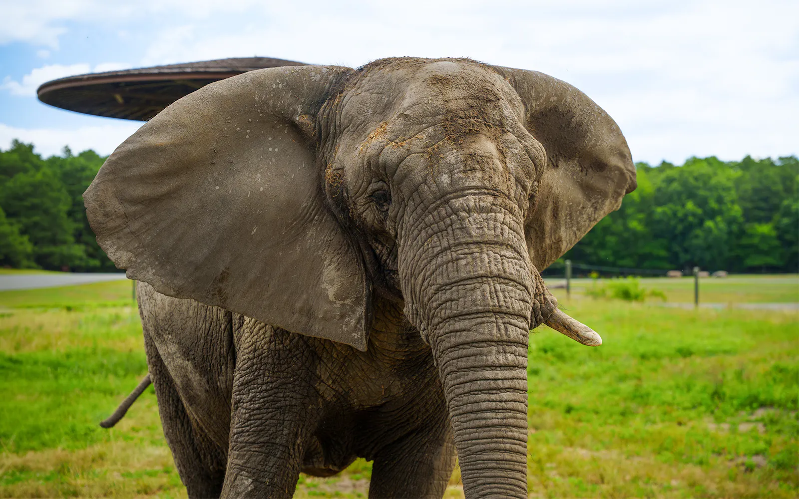 Elephant at Six Flags Wild Safari in grassy enclosure.
