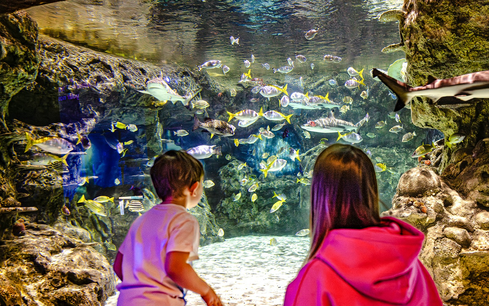 Guests observing marine life at SEA Life Brighton aquarium.