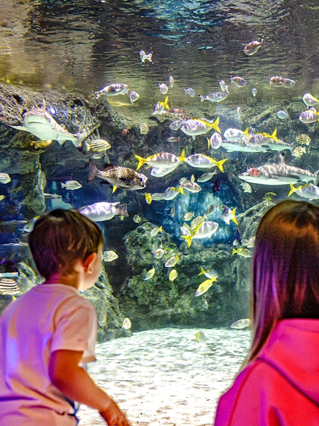 Guests observing marine life at SEA Life Brighton aquarium.