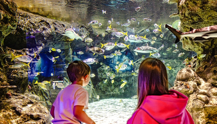 guests at an aquarium