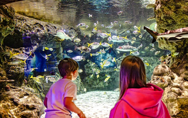 Guests observing marine life at SEA Life Brighton aquarium.