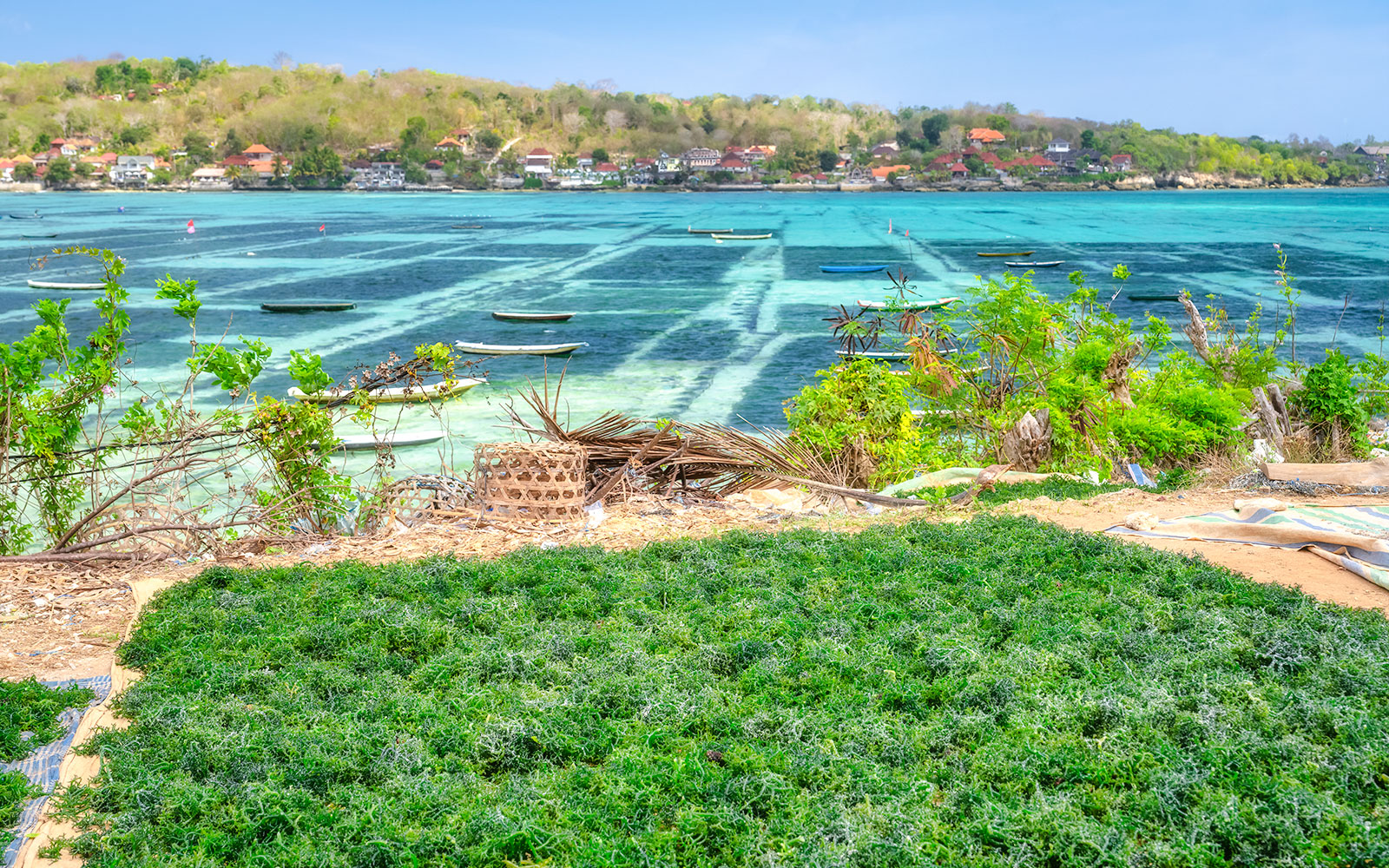 Seaweed farms along the coast with boats and distant village in the background.