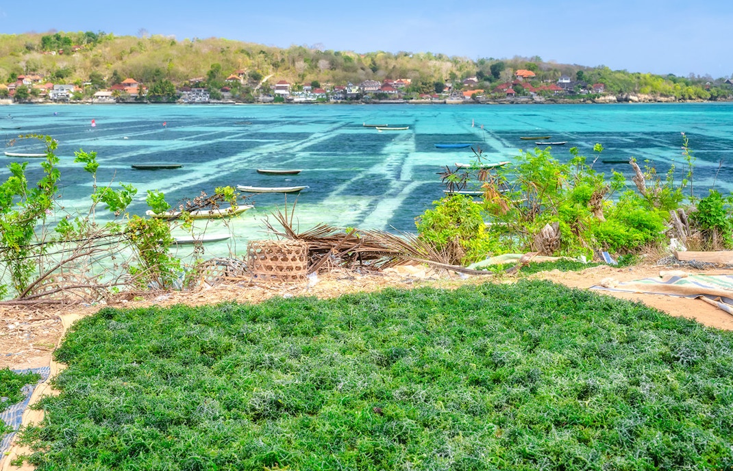 Seaweed farms along the coast with boats and distant village in the background.