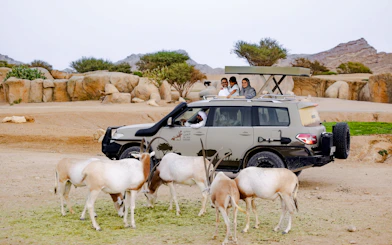 Safari vehicle with tourists observing Arabian oryx at Al Ain Zoo.