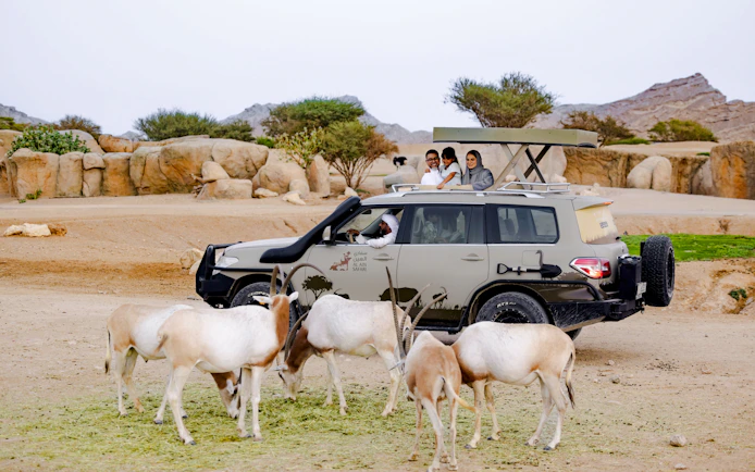 Safari vehicle with tourists observing Arabian oryx at Al Ain Zoo.