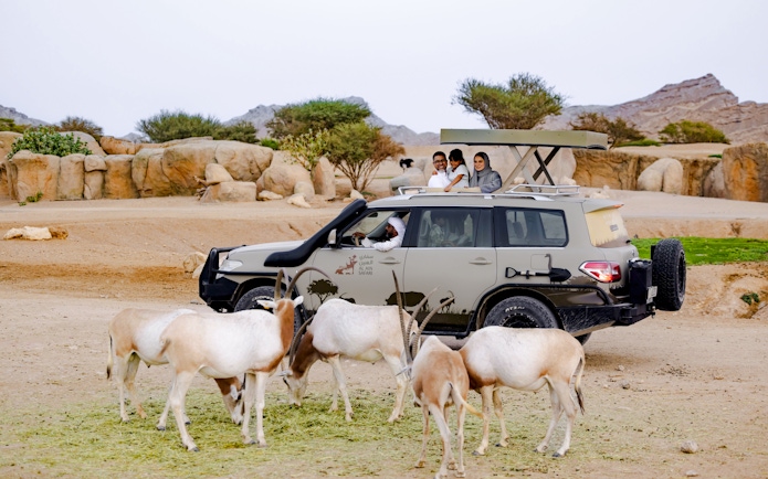 Safari vehicle with tourists observing Arabian oryx at Al Ain Zoo.
