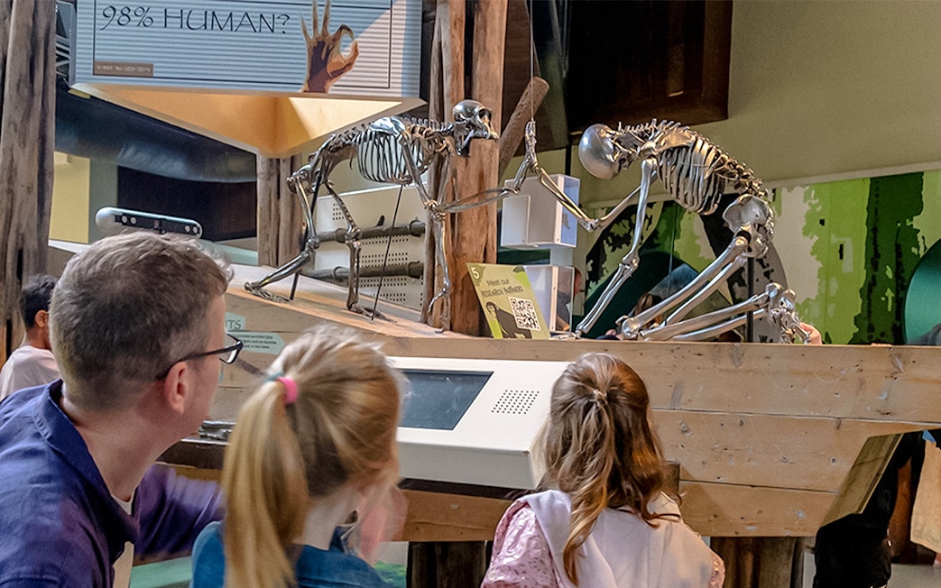 Visitors observing primate skeletons at an exhibit in Edinburgh Zoo.