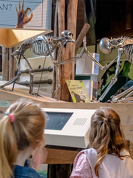 Visitors observing primate skeletons at an exhibit in Edinburgh Zoo.