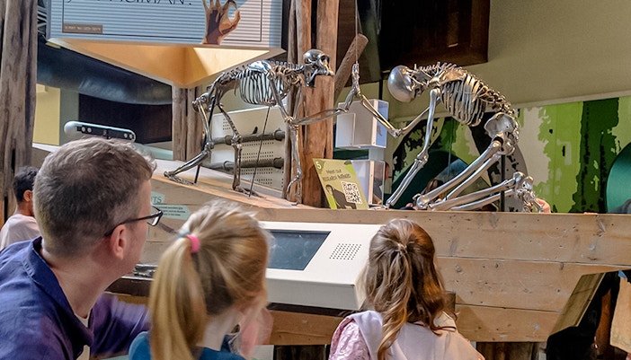 Visitors observing primate skeletons at an exhibit in Edinburgh Zoo.