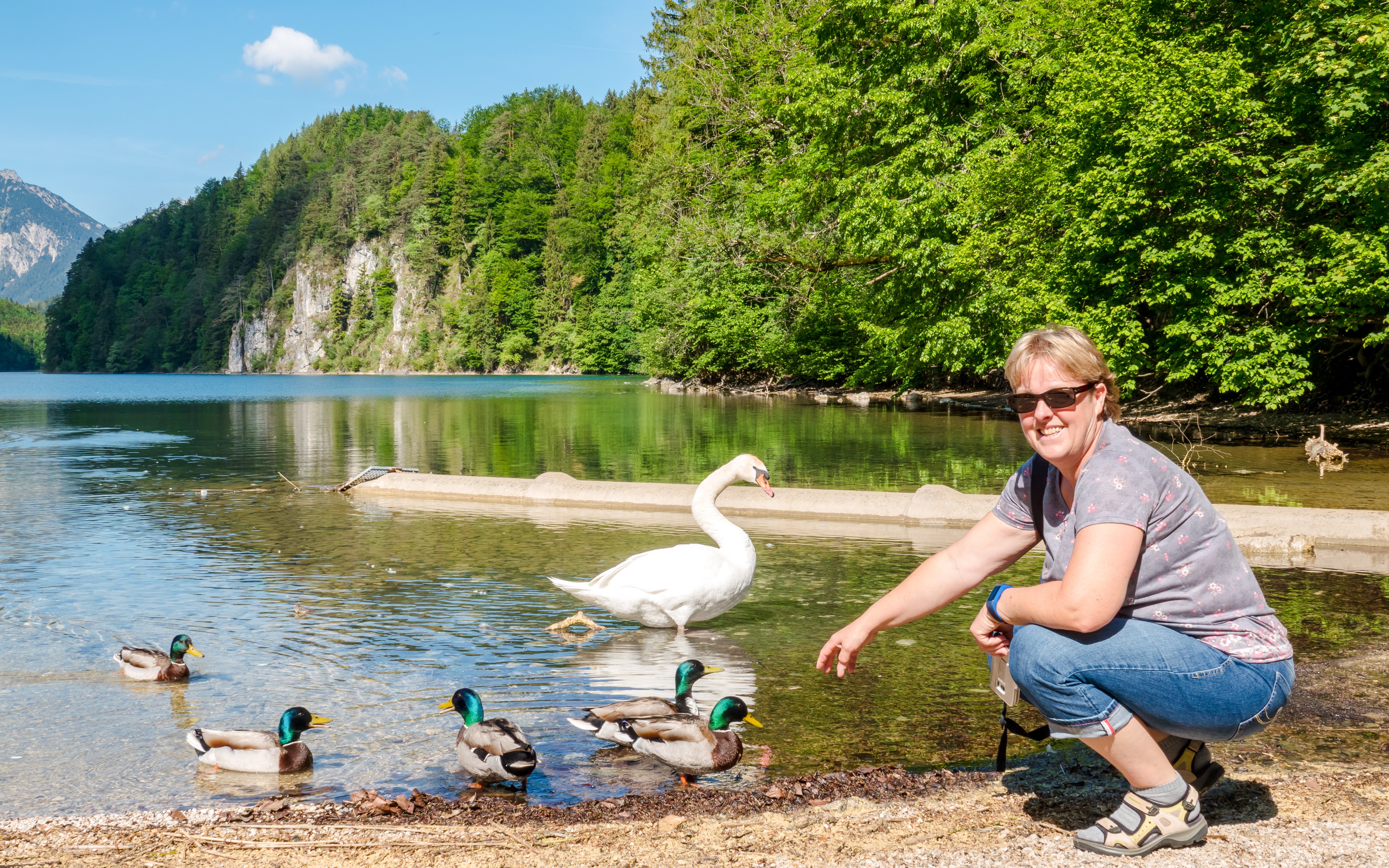 Person feeding ducks and a swan at Alpsee Lake with forested hills in the background.