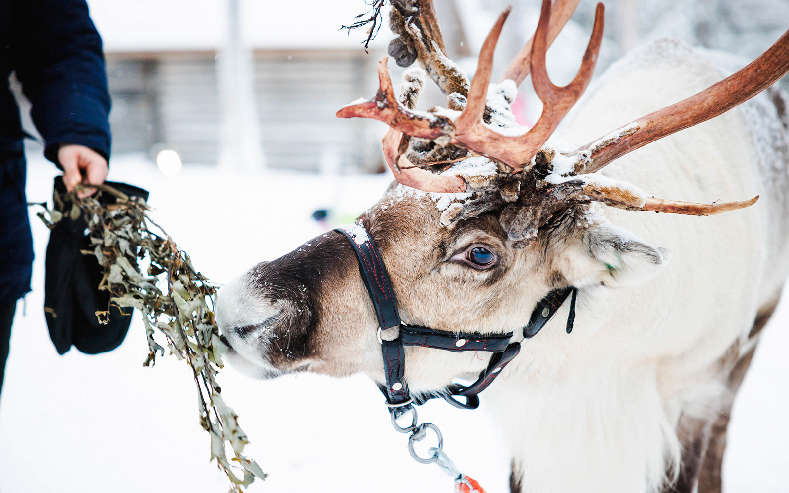 Reindeer being fed at a farm in snowy Lapland.