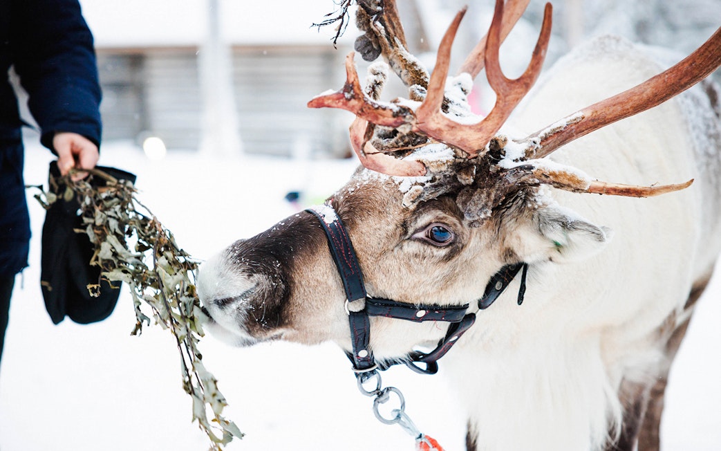 Reindeer being fed at a farm in snowy Lapland.