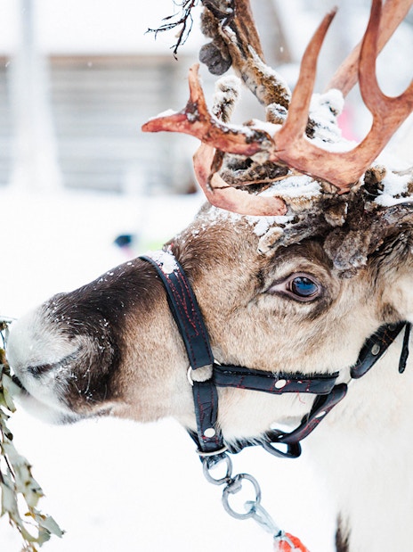 Reindeer being fed at a farm in snowy Lapland.