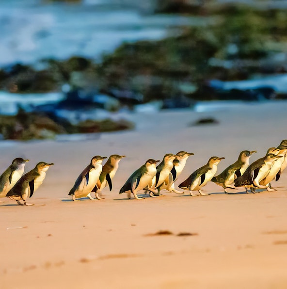 Exploring Phillip Island: Tourist attractions and unmissable highlights