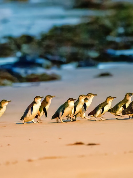Penguins walking along Summerland Beach during the Penguin Parade.