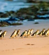 Penguin Parade