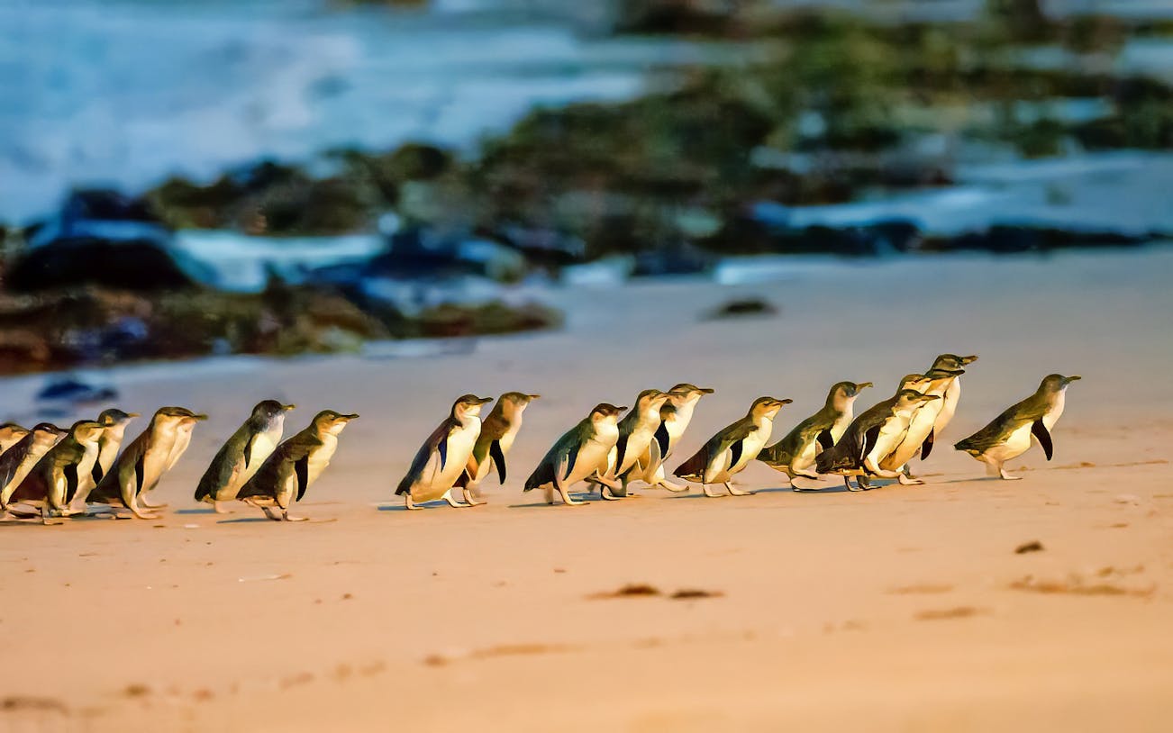 Penguins walking along Summerland Beach during the Penguin Parade.