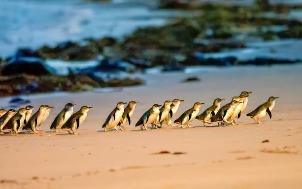 Penguins walking along Summerland Beach during the Penguin Parade.