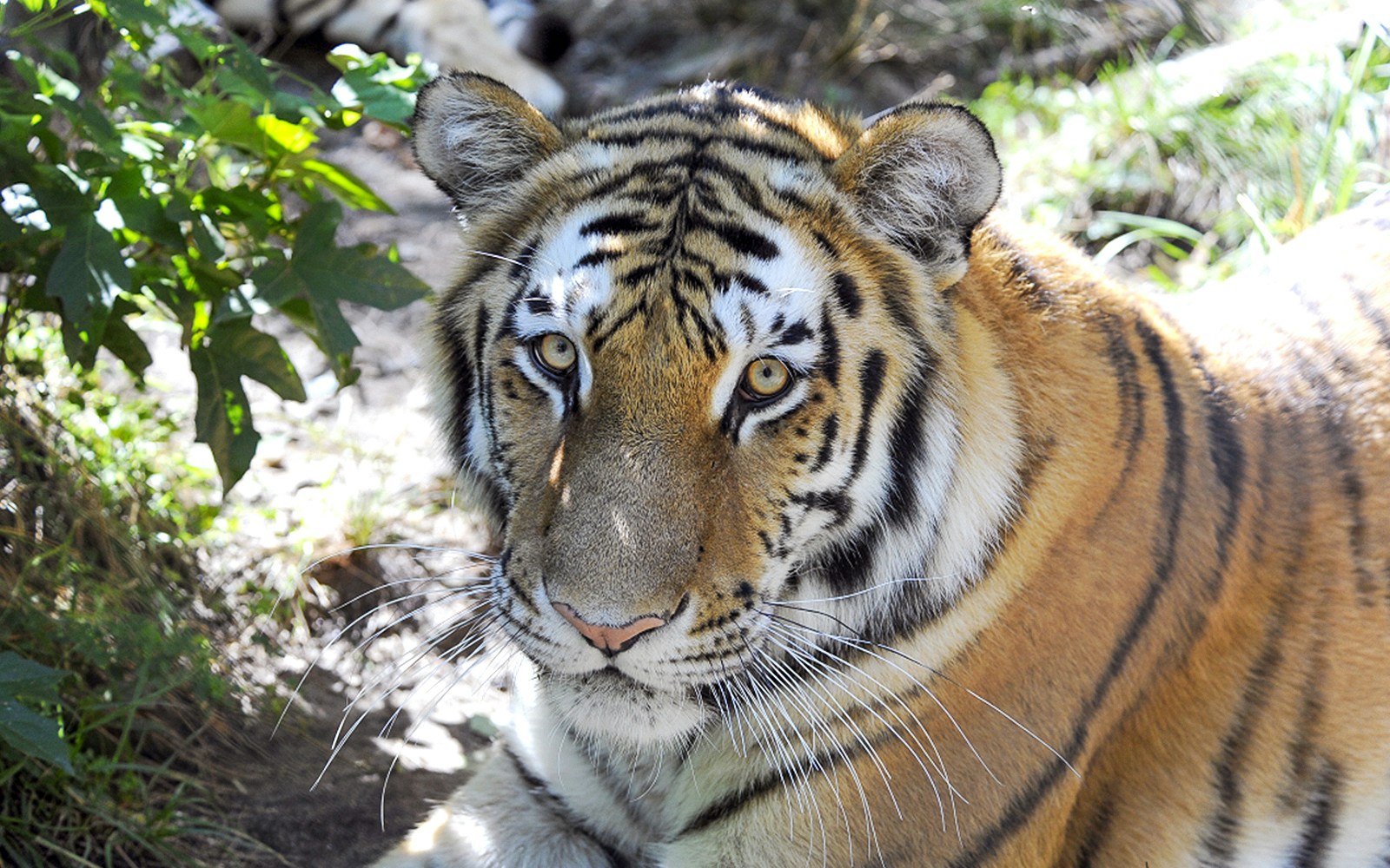 Tiger in Bronx zoo