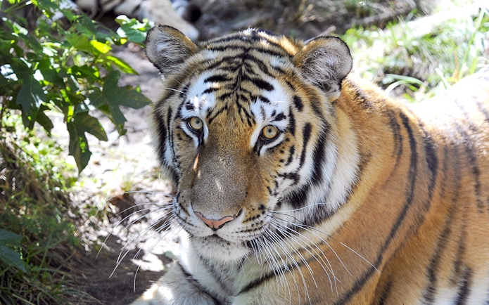 Tiger resting in the shade at Bronx Zoo.