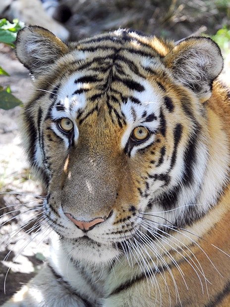 Tiger resting in the shade at Bronx Zoo.