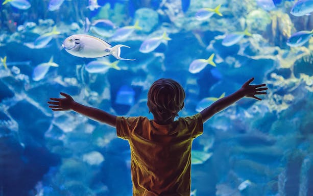 Boy observing fish at Monaco Oceanographic Museum aquarium.