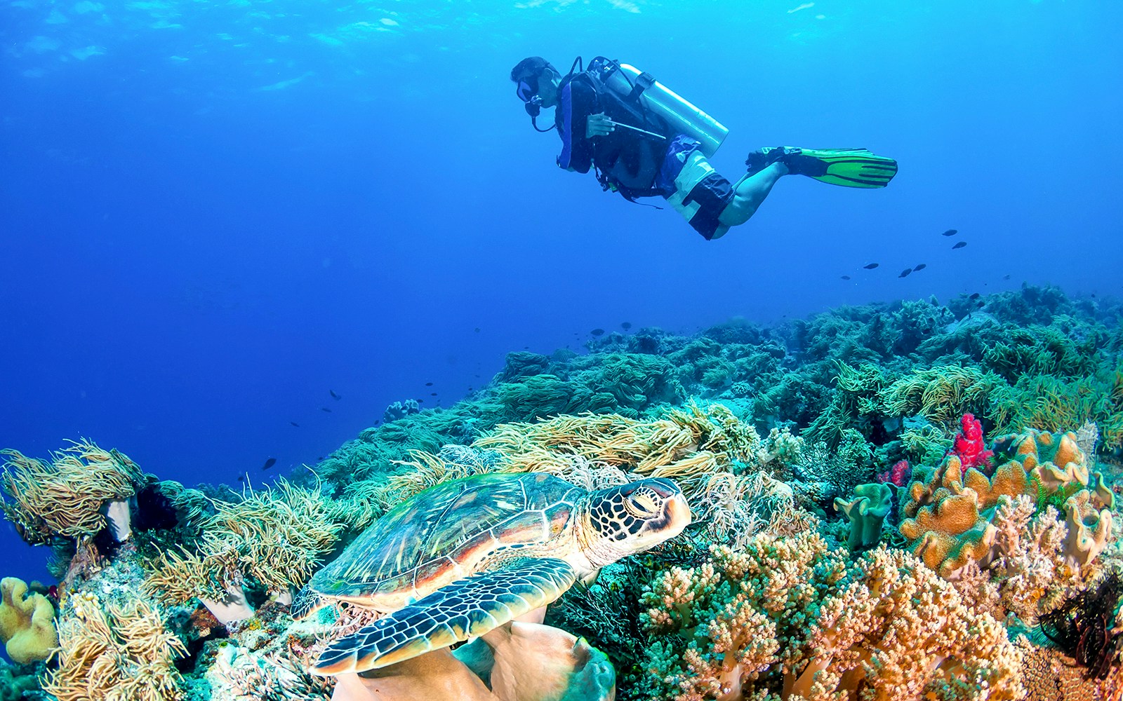 Diver exploring coral reef with sea turtle, Great Barrier Reef, Cairns sailing cruise.