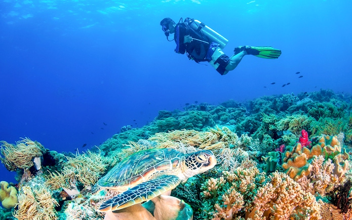 Diver exploring coral reef with sea turtle, Great Barrier Reef, Cairns sailing cruise.